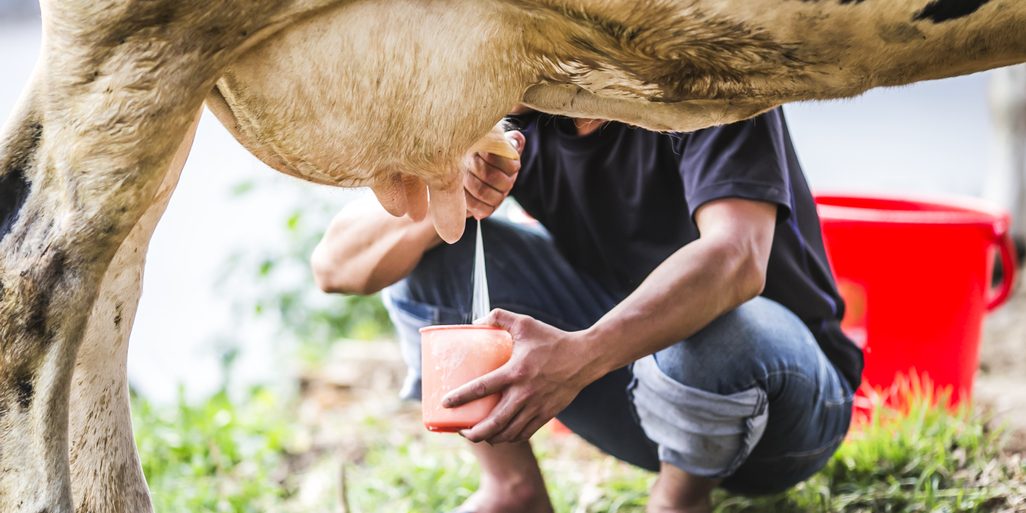 man-milking-cow