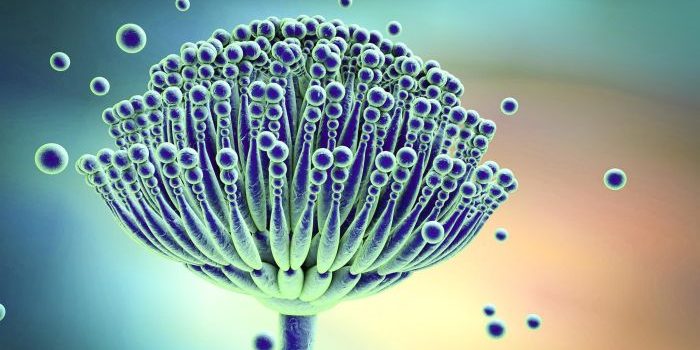 micotoxina-Aspergillus