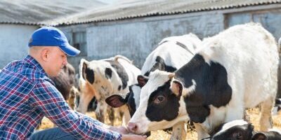 produccion pecuaria ecuador produccion pecuaria ecuador